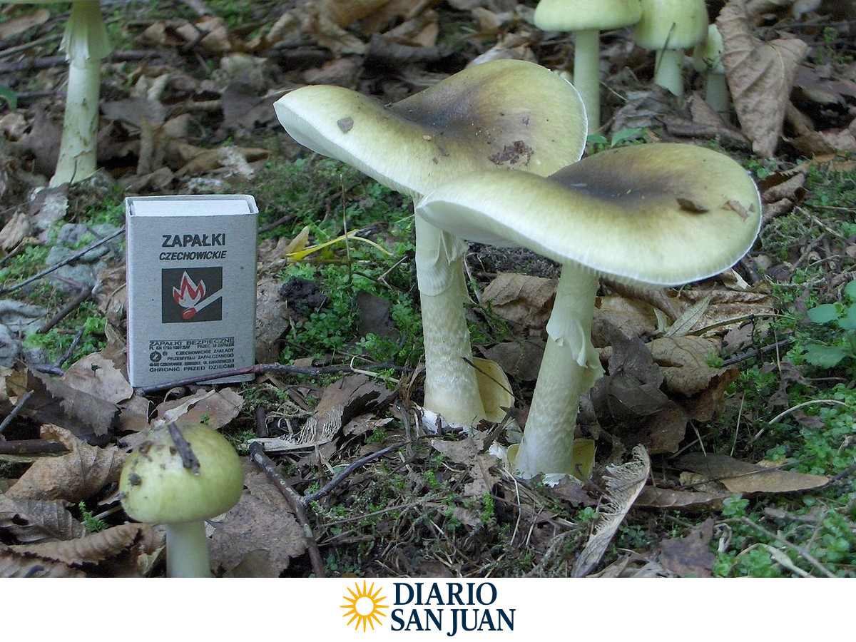 Ejemplares adultos y pequeños del hongo Amanita phalloides. (Foto: Archivo)